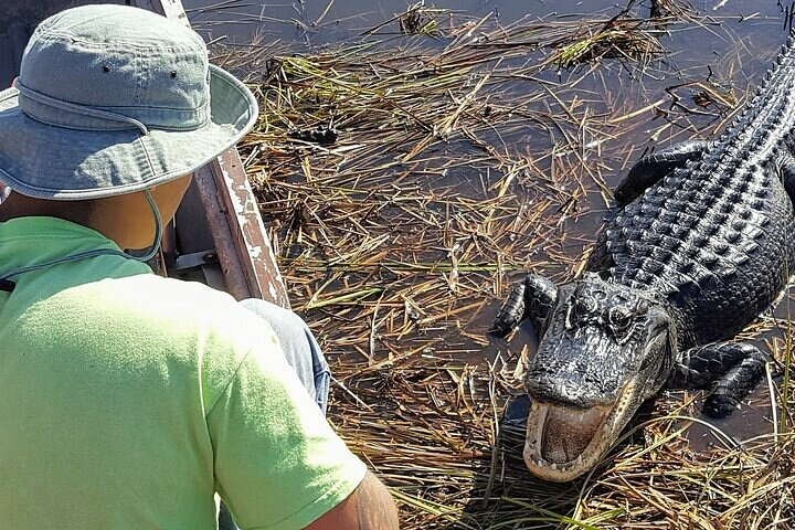 See gators up close in the WILD!